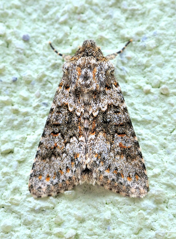Hecatera dysodea